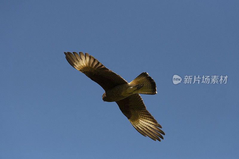 Chimango Caracara (Milvago ximango)